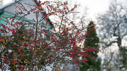 Berberis vulgaris. Barberry berries on a branch in the park. red berries on a barberry bush. city park, winter time, cold weather. autumn season. first snow. beauty of nature