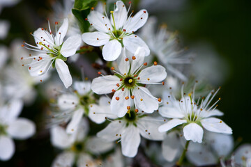 Twig of flowering blackthorn, Prunus spinosa, in spring. white flowers, natural floral background. delicate spring flowers, close-up. spring natural background, flowering tree