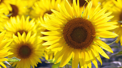 Obraz premium sunflower. Yellow sunflowers, good harvest, bright sunny flower. farming, vegetable garden, field, growing seeds for oil. health benefits, Sunflower oil improves skin health, promote cell regeneration