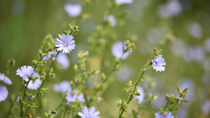 Chicory. beautiful meadow flower. Blue common chicory flower isolated on light blurred natural background. delicate blue wildflower close-up. nature macro photo. space for text. selective focus