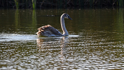 Swan. bird on the water. grey swan swims in a lake. floats on the river on a beautiful autumn, sunny day. spring on the lake. wild bird, natural background. baby bird in a family of white swans