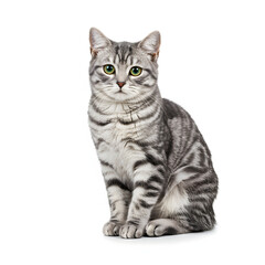 Obraz premium Gray Tabby Cat Sitting Isolated on White Background