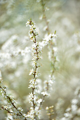 cherry. White flowers. flowering branch in the garden. delicate spring flowers on blooming trees. macro photo, delicate flowering. soft focus. beauty of nature. close-up. Cherry tree in Spring time