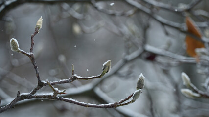 magnolia buds in ice. magnolia branch in early spring, close-up. Magnolia buds after the first snow. isolated on natural blurred background. beauty of nature. autumn park. cold season. space for text