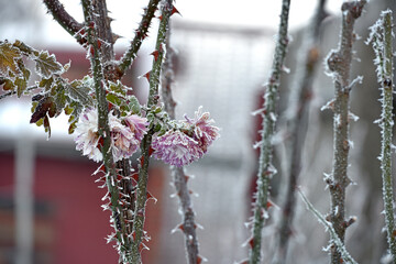flowers late autumn. Rime. morning frost. Bushes chrysanthemums covered with frost. first frosts. cold season. low temperature. winter background. morning frosts, thorns on rose bushes, flowerbed