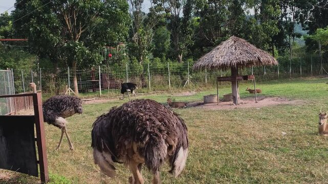 Two Ostriches Searching for Food