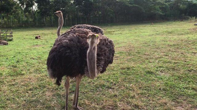 Close-Up of Two Ostriches Grazing
