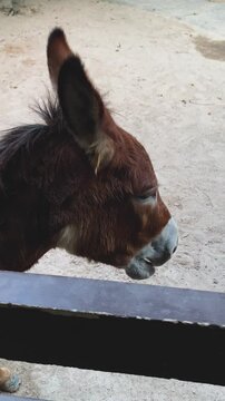 A Horse Enjoying Delicious Corn