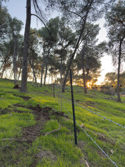green forest at sunset in the evening