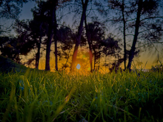 green forest at sunset in the evening