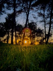 green forest at sunset in the evening