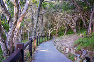 Fototapeta premium walking path through Noosa National Park, Queensland Australia, travel tourism holiday vacation destination, exercise outdoors nature natural