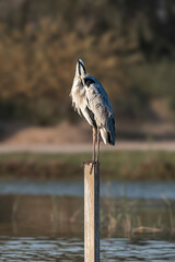 Grey Heron in Qudra Lakes in the desert of UAE