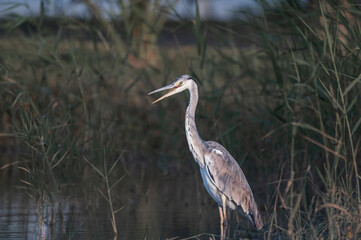 Grey Heron in Qudra Lakes in the desert of UAE