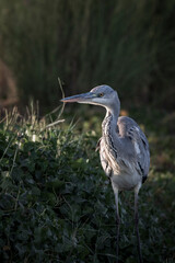 Grey Heron in Qudra Lakes in the desert of UAE