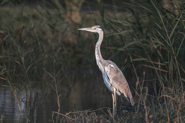 Grey Heron in Qudra Lakes in the desert of UAE