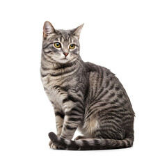 Obraz premium Gray Tabby Cat Sitting Isolated on White Background