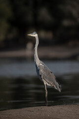 Grey Heron in Qudra Lakes in the desert of UAE
