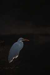Backlit White Heron perched at a lake in the desert of UAE