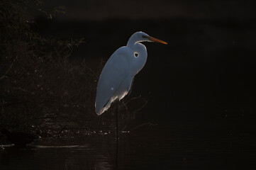 Backlit White Heron perched at a lake in the desert of UAE