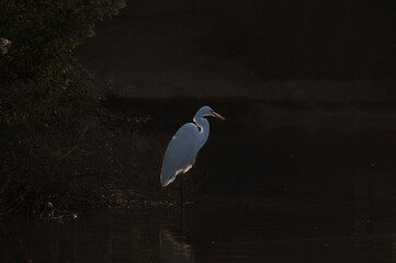 Backlit White Heron perched at a lake in the desert of UAE