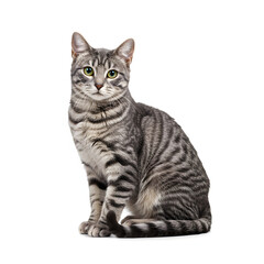 Fototapeta premium Gray Tabby Cat Sitting Isolated on White Background