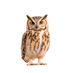 A majestic owl perched on a branch, showcasing its detailed feathers and intelligent gaze, set against a clean white background.
