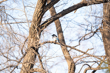 Bird standing on a branch