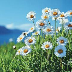 Fototapeta premium Daisies blooming by the sea on a sunny day, ideal for nature and spring themes