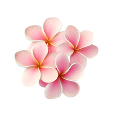 Beautiful Pink Plumeria Flowers, Tropical Blossom Bouquet, Isolated