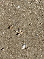 A small dried starfish lies on sandy beach, surrounded by tiny seashells and pebbles. The textured sand and scattered shells create a natural coastal scene.