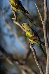 regent parrot