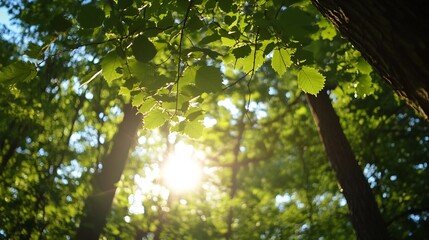 Fototapeta premium Sunlight Filtering Through Lush Green Leaves Creating a Tranquil Forest Atmosphere : Generative AI
