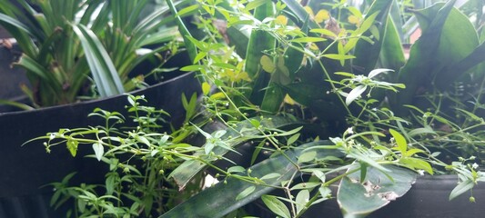 Green Aesthetic flowerleaf 