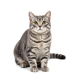 Obraz premium Gray Tabby Cat Sitting Isolated on White Background