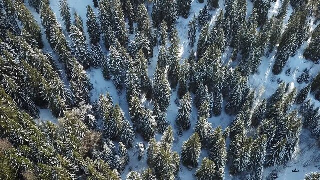 breathtaking winter forest scene, viewed from above in Alpes-Belledonne