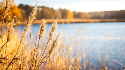 Fototapeta premium Golden reeds and tall grass by a serene lake reflecting autumn colors in the bright sunlight : Generative AI