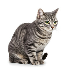 Fototapeta premium Gray Tabby Cat Sitting Isolated on White Background