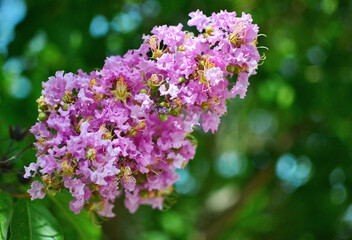 Fototapeta premium Lagerstroemia indica, also known as crape myrtle or Indian lilac.