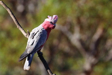 galah