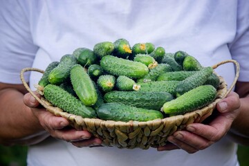 Elderly woman holding a wicker basket with cucumbers. Country life