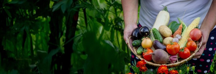 Elderly woman holding a wicker basket with vegetables. Country life