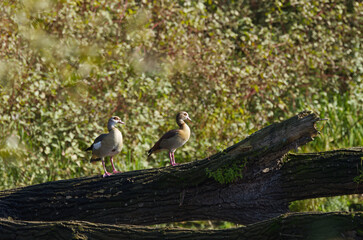 Fototapeta premium egyptian geese on a large fallen tree, egyptian geese on a tree trunk in the lake, beautiful egyptian geese surrounded by autumn colours, Alopochen aegyptiaca