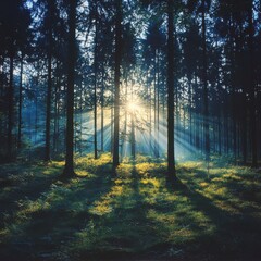 Obraz premium Mysterious twilight shadows in serene woods nature photography midlevel view captivating atmosphere