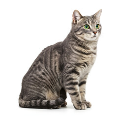 Obraz premium Gray Tabby Cat Sitting Isolated on White Background