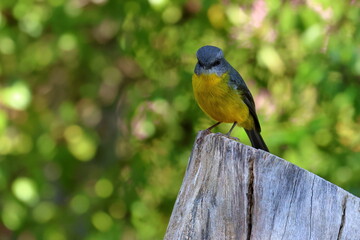 eastern yellow robin