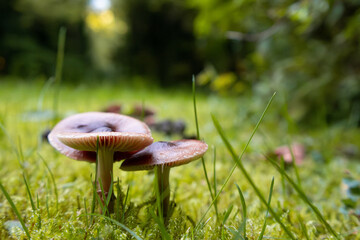 Nahaufnahme von Pilzen auf einer Wiese 