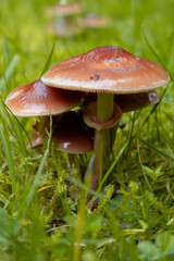 Nahaufnahme von Pilzen auf einer Wiese 