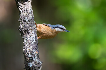 picchio muratore sull'albero (sitta europaea)