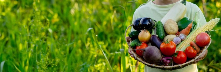 boy in the garden holding a wicker basket of freshly picked vegetables.Country life
